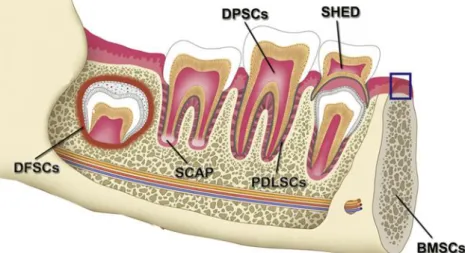 Figure 4 : Localisation des cellules souches d’origine dentaire en fonction des différents stades de  développement de la dent, d’après Egusa et al