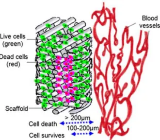 Figure 7 : Illustration reflétant l’étroite relation entre la vascularisation et la survie cellulaire liée à  une distance critique, d’après Liu et al