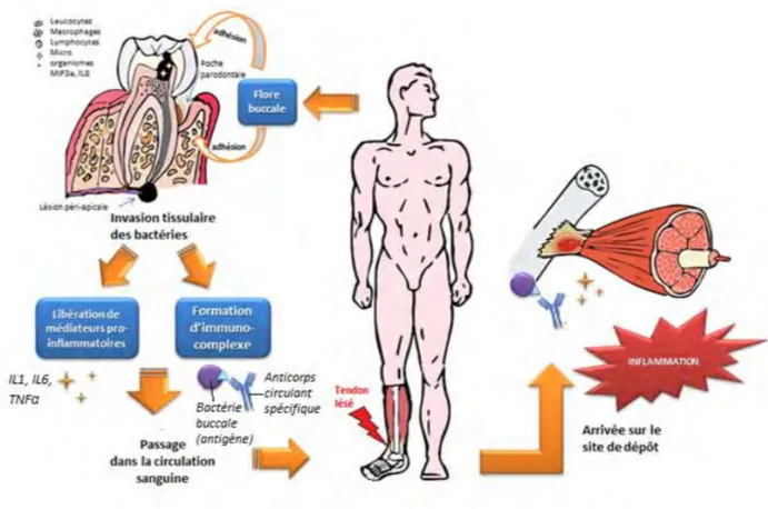 Figure 3. Propagation d'agents pathogènes dans la circulation générale. 