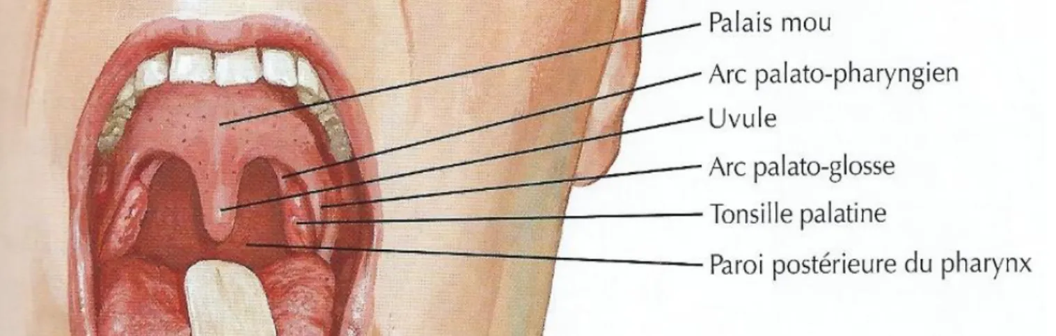 Figure 1 : Examen de la cavité orale (d’après H. NETTER) 