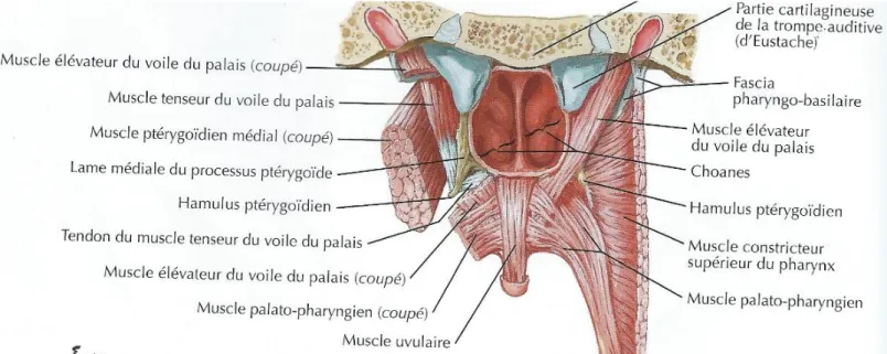 Figure 2 : Vue postérieure de la voûte de la cavité orale (d’après H. NETTER) 