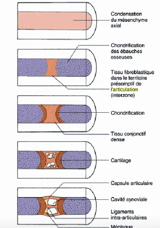 Figure 4 : Genèse des articulations synoviales du  squelette appendiculaire 
