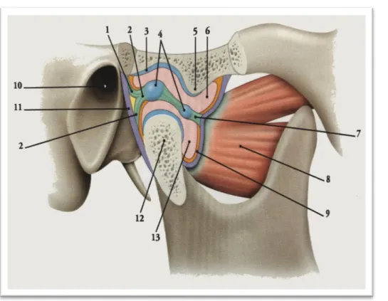 Figure 1 : Coupe sagittale de l’articulation temporo-mandibulaire. 