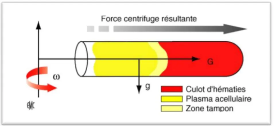 Figure 4: Séparation des différents éléments sanguins par centrifugation. (18) 