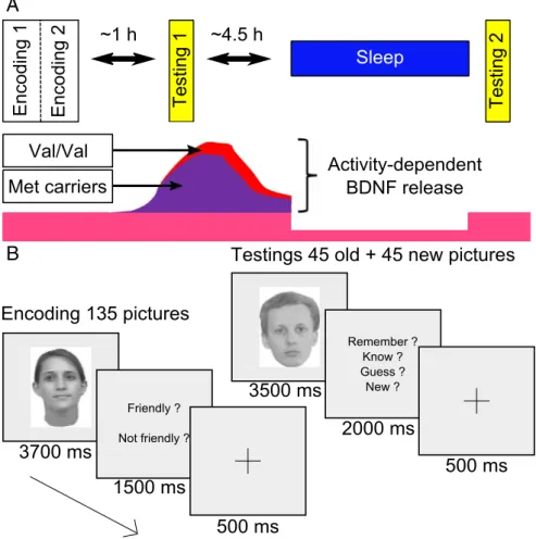 Figure 1. Experimental design. A, The experiment includes three fMRI sessions: one encoding ( ⫻ 2) and two retrieval sessions, initial and delayed, separated by a night of sleep (test night)