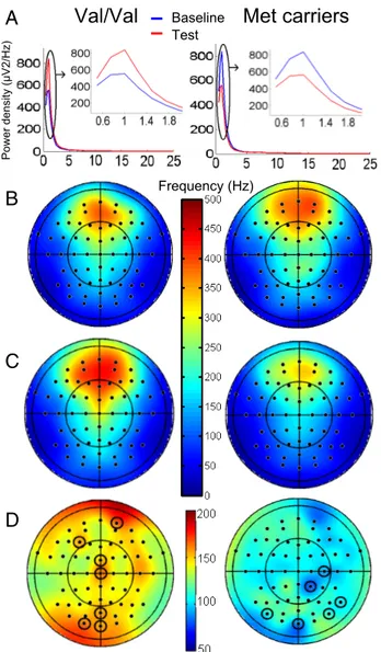 Figure 2. Sleep EEG spectral analysis. A, Spectral density (0.5–25 Hz) on Fp2 (one of the electrodes that showed significant changes) during Q1 in baseline (blue) and test nights (red).