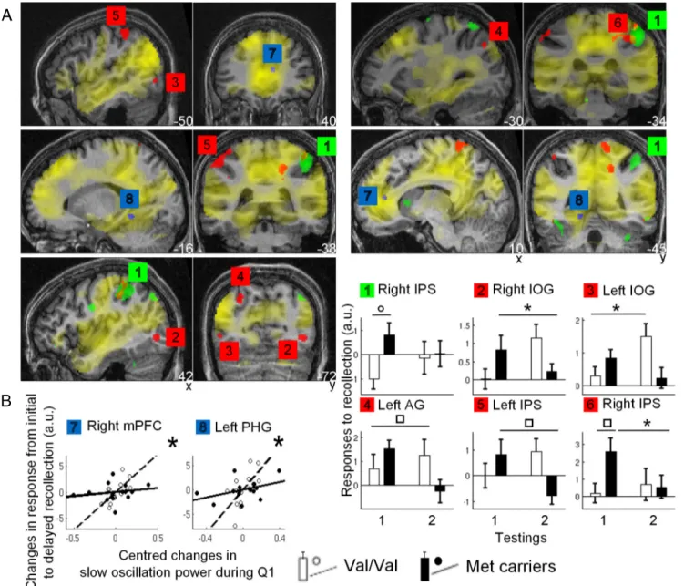 Figure 3. fMRI results. A, Yellow, Brain areas recruited during initial recollection in both groups