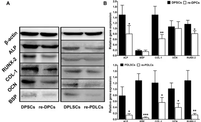 Figure  4  :  Analyse  comparatives  des  marqueurs  ostéogéniques  entre  les  cellules  d’origine (DPSC et PDLSC) et les cellules ré-isolées après 60 jours in vivo
