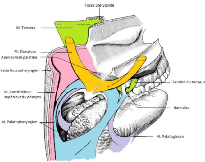 Figure 10 : Vue postéro-droite et supérieure des muscles du voile  (sans les muscles uvulaires) 