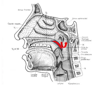 Figure 13 : Physiologie du voile du palais (crédit : Dr Bou) 