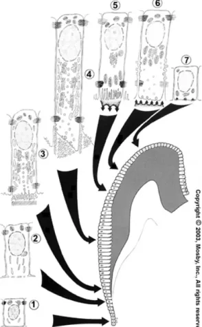 Figure 1: Les différents stades de différenciation des  cellules de l’épithélium dentaire interne (2)