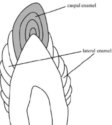 Figure 8 : Formation de l’émail par apposition en gris (cuspide) et imbrication en blanc (latéral)  (29)