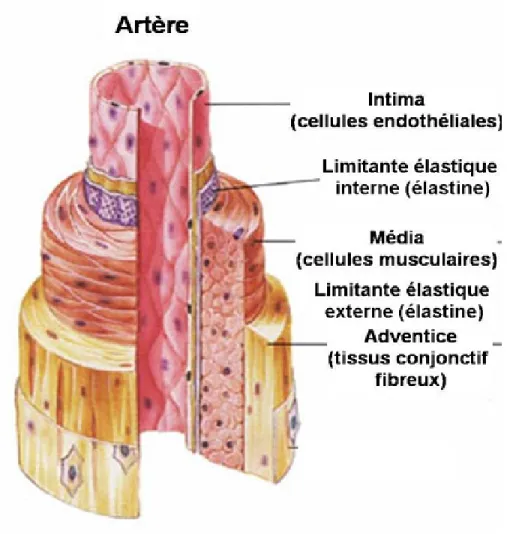 Figure 1 Structure d'une artère [69] 