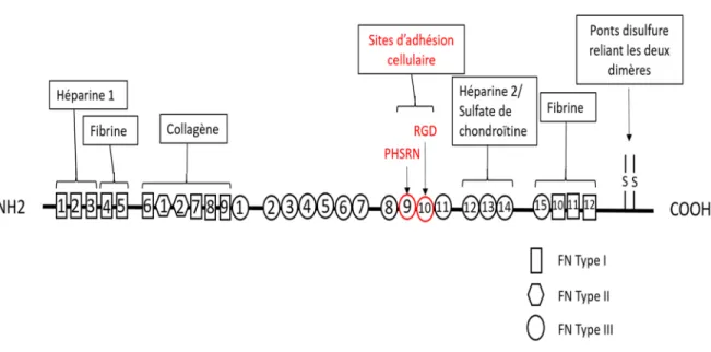 Figure 10 Schéma de la structure de la fibronectine, de ces domaines destinés à l'adhésion cellulaire ou de biomolécules  (88) 