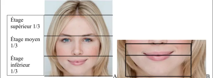 Figure 5 : Les proportions de la face A : Vue de face mettant en évidence les proportions d’un visage idéal