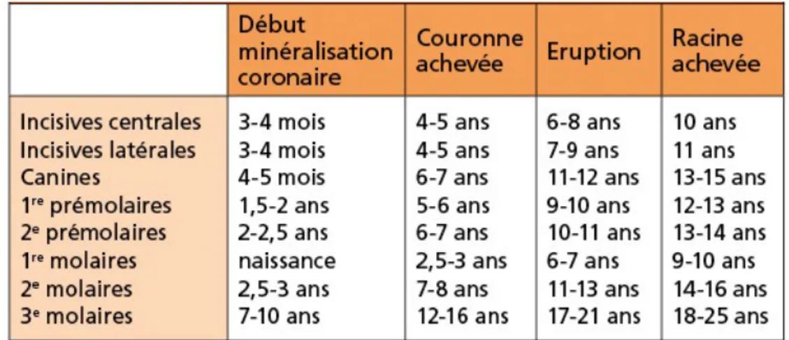 Tableau 1 : Chronologie de l’éruption normale des dents permanentes au maxillaire et à la  mandibule (écart type de 8 à 24 mois) (6) 
