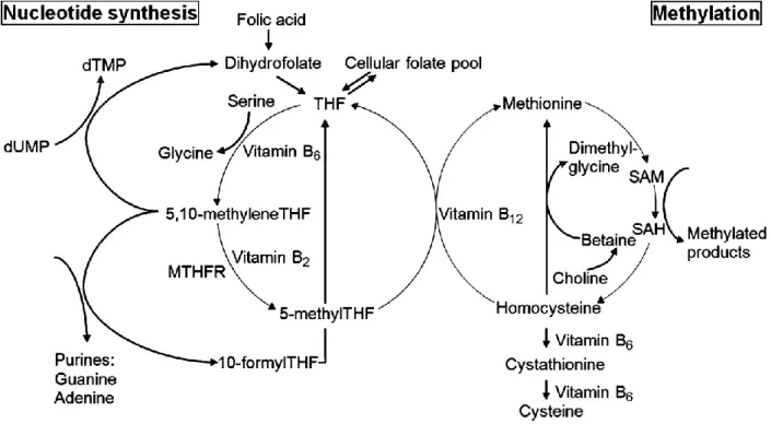 Figure 1-8 Diagram of the one-carbon metabolism pathway. Labile methyl groups are supplied  by dietary serine, choline (via betaine), and methionine