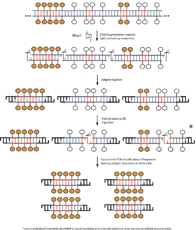 Figure 1-11 General flow of events of platforms for the study of DNA methylation based  on methylation-sensitive restriction enzymes