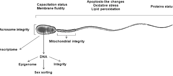 Figure 1-1 Different spermatic characteristics that can be evaluated at the molecular level  to either assess sperm quality or gender selection