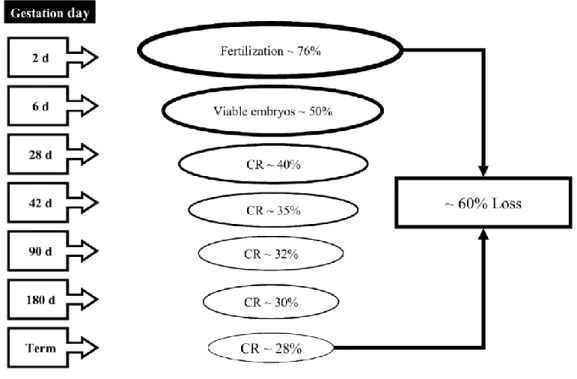 Figure 1-6 Timing and extent of pregnancy losses in the high producing lactating dairy  cow