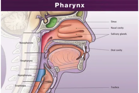 Figure 2 : Anatomie des VAS (4) 