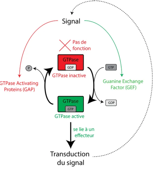 Figure 1.3  : Schéma des modes de régulation d’une GTPase.  La structure  tridimensionnelle d’une GTPase cycle entre une conformation inactive (liée au GDP)  et une conformation active (liée au GTP)