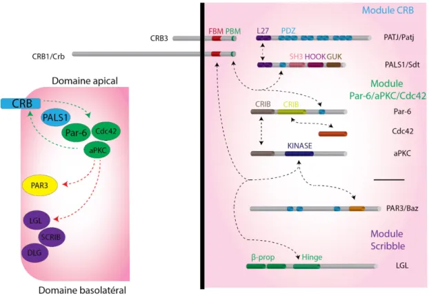 Figure 1.7 Coopération et antagonisme des modules de polarité dans la mise en  place de la polarité épithéliale