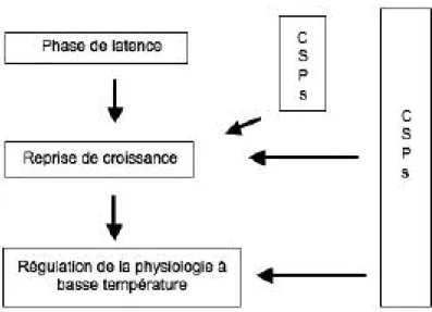 Figure 10-4 : Représentation schématique des interactions hypo- hypo-thétiques entre les protéines induites par le froid et l’acclimatation au froid chez les bactéries psychrophiles (Hébraud and Potier, 2000).