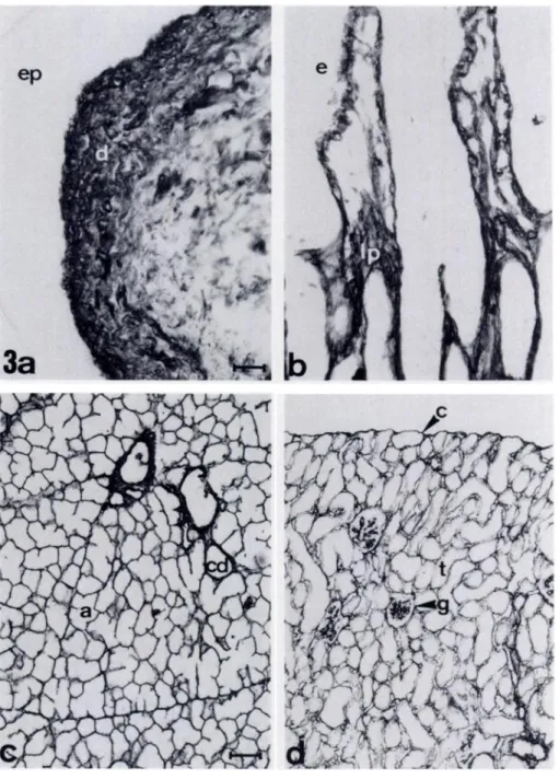 Figure a Immunoperoxidase staining pat- pat-tern of(A) skin, (B) small intestine, (C)  sali-vary gland, (D) kidney