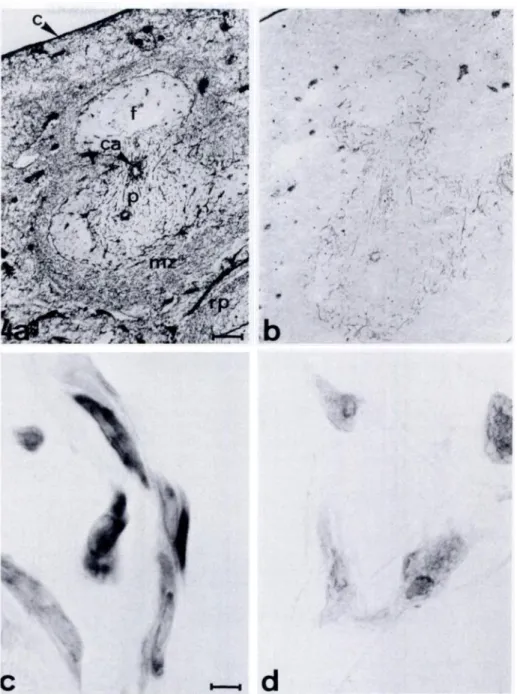 Figure 4. (A) Immunoperoxidase staining pattern ofspleen with ER-TR7. (B)Silver  im-pregnation pattern of spleen