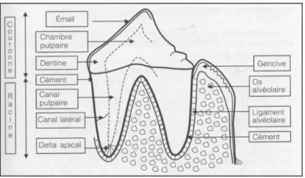 Figure 1 : Anatomie de la dent et  du parodonte  (6)