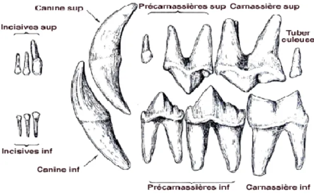 Figure 4 : Dentition féline et illustration de l’occlusion prémolo-molaire en quiconque