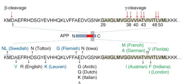 Figure 4 Generation of Aβ from amyloid precursor protein 