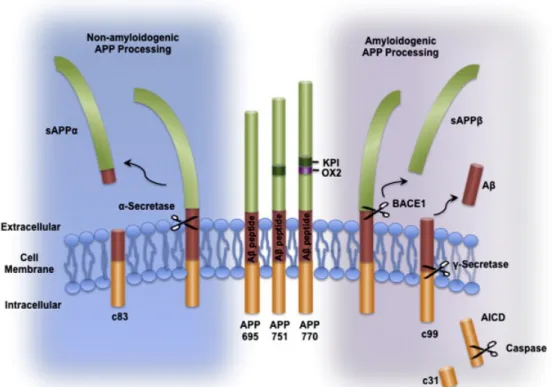 Figure 6 Schematic drawing of the Amyloid Precursor Protein (APP) and its processing  pathways 