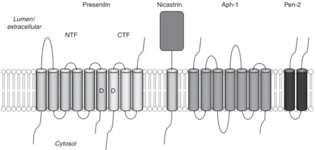 Figure 7 Subunits of the γ -secretase complex.  
