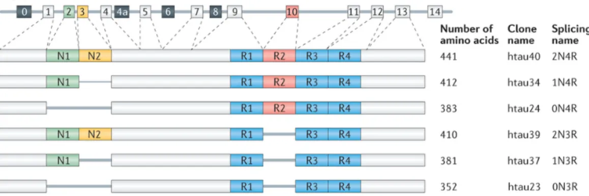 Figure 8 MAPT, the gene encoding human tau, contains 16 exons  