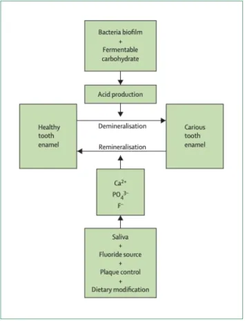 Figure 4 : Le processus carieux avec les phénomènes de déminéralisation (destruction) et de  reminéralisation (réparation) (10) 