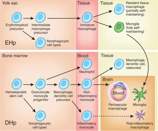Figure 1-2. Développement de la microglie et autres cellules myéloïdes.  