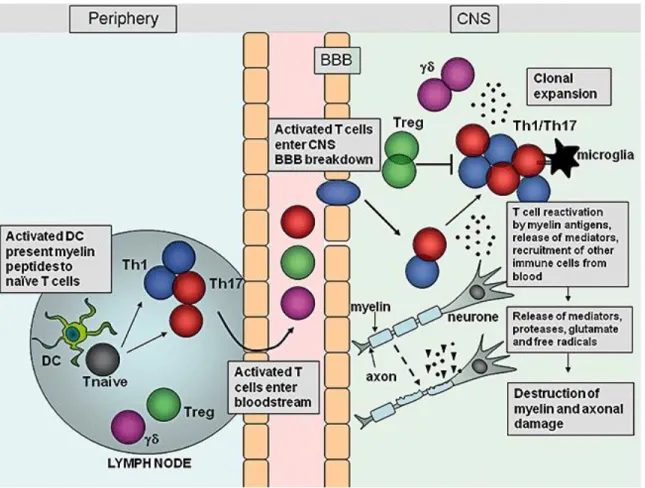 Figure 1-6. Migration et fonction effectrice des cellules T réactives à la myéline au  cours de l’EAE