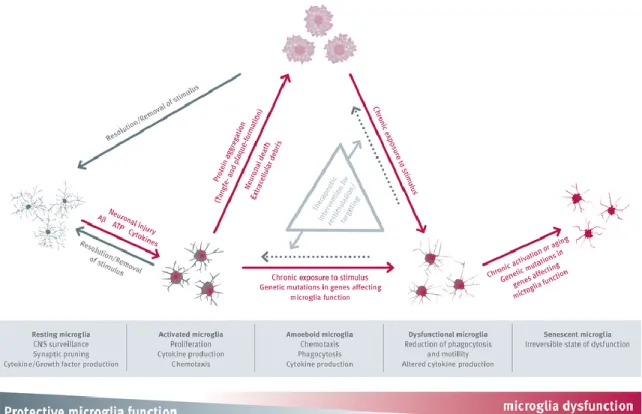 Figure 1-7. Schéma des différentes étapes d’actions microgliales au cours de la  MA.  