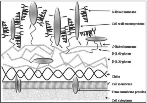Figure 3 : Structure de la paroi de levures du genre Candida [14]