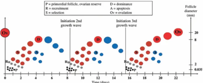 Figure 1-2 Follicular dynamics (Aerts and Bols 2010b) 