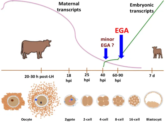 Figure 1-5 Dynamics of early development in cattle and embryonic genome activation  h, hours; LH, luteinizing hormone; hpi, hours post-insemination; EGA, embryonic genome  activation; d, days