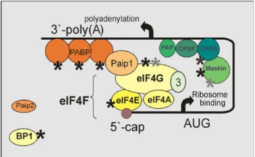 Figure 1-6 Closed-loop model of mRNA recruitment (Tomek and Wollenhaupt  2012) 