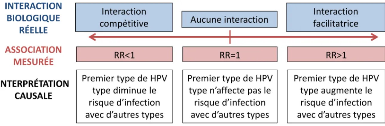 Figure 1-3. Cadre conceptuel de la relation entre l’interaction biologique réelle qui existe entre types de VPH, l’association  mesurée dans une étude sans biais, et l’interprétation de cette association