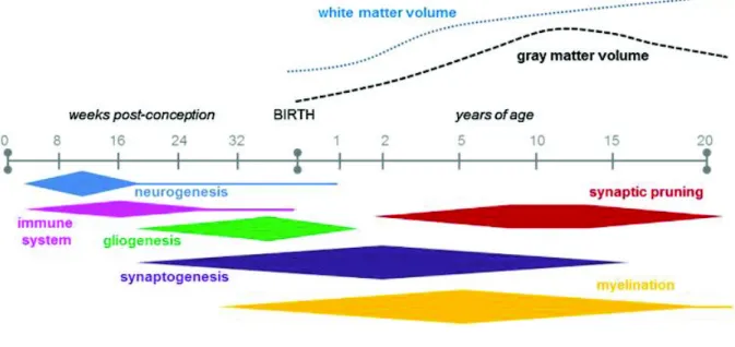 Figure n°1 : Périodes des processus neurodéveloppementaux principaux chez l'Homme, pendant la  gestation  et  jusqu'à  20  ans  ,  avec  les  changements  associés  dans  les  volumes  de  la  substance  blanche et grise (Semple, 2013).