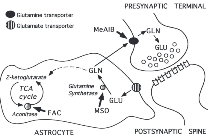 Figure n°3 : Cycle glutamate-glutamine dans le SNC (Bacci et coll., 2002) 
