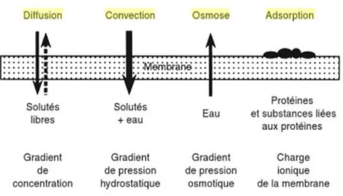 Figure 4 : Mécanismes concourant à l'extraction de solutés et/ou d'eau en EER 