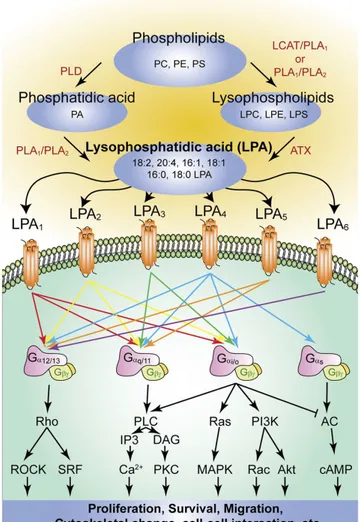 Figure 6 : Les différentes voies de synthèse et de signalisation des LPA (d'après Yung et al., 2014)