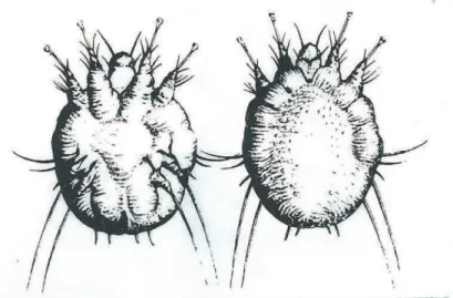 Figure 4 : Photo actuelle d’un sarcopte observé au microscope 